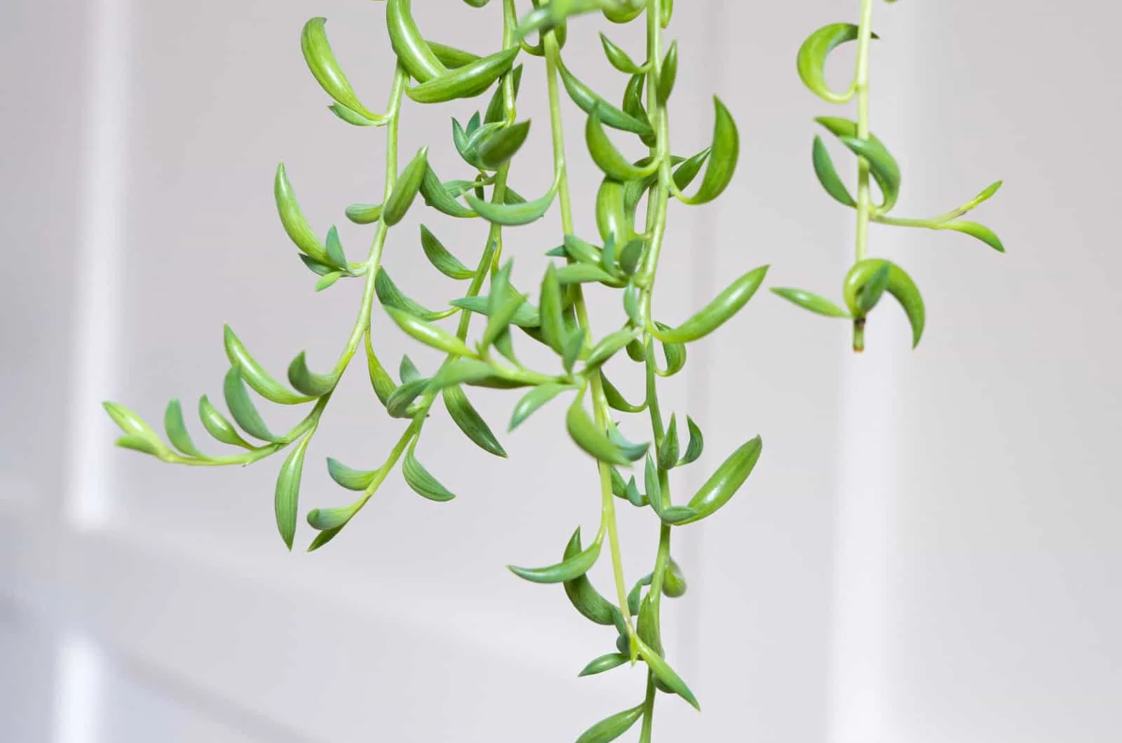 string of bananas hanging succulent plant