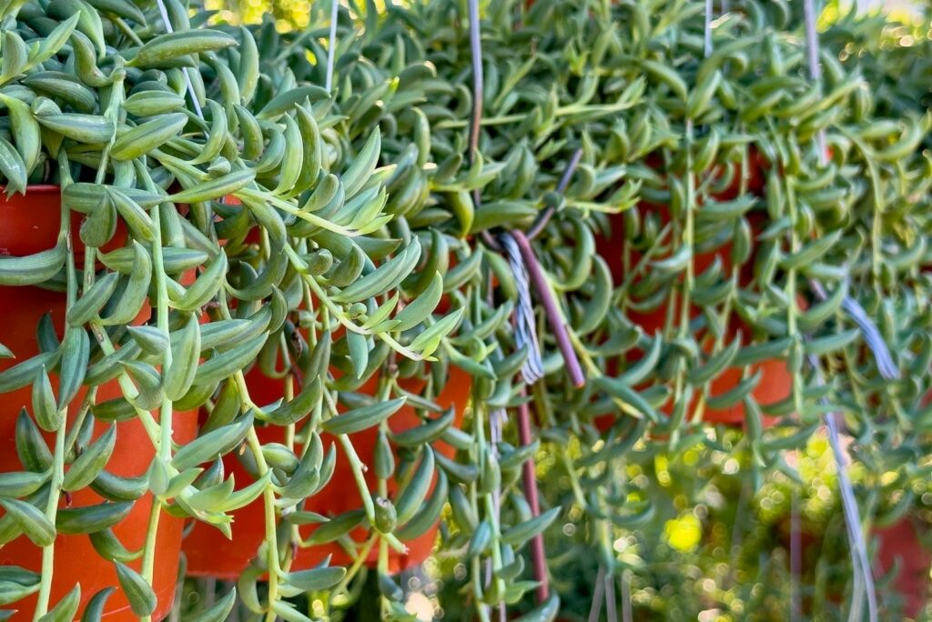 string of bananas plant in brown pots