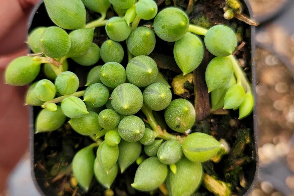 string of tears plant in a black small pot