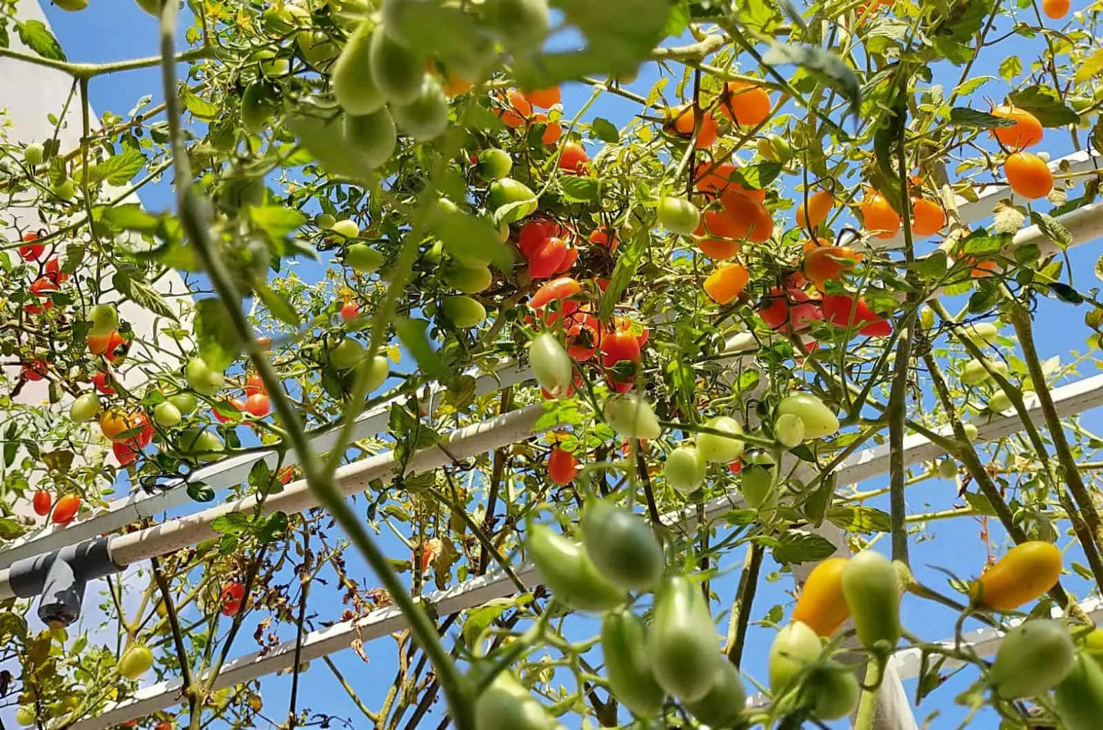 sunsugar tomato
