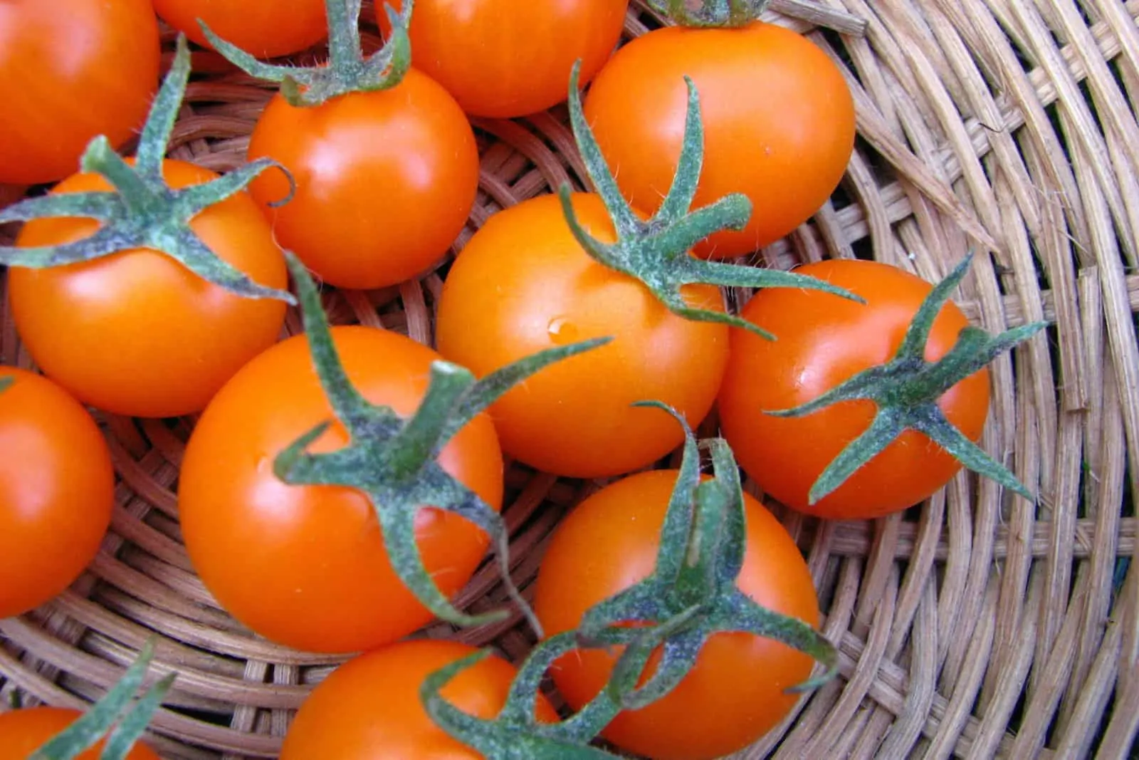 sunsugar tomato