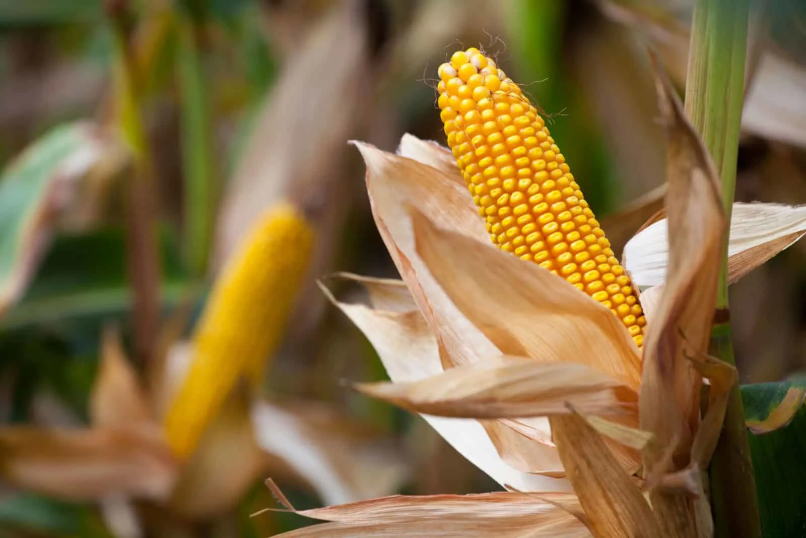 sweet corn