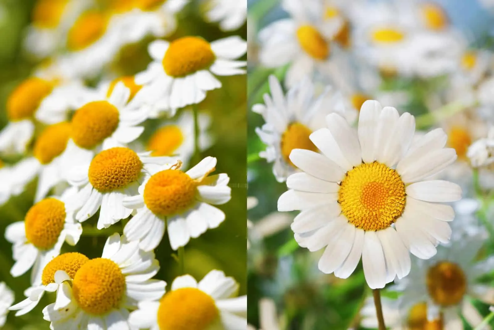 the difference between feverfew and chamomile
