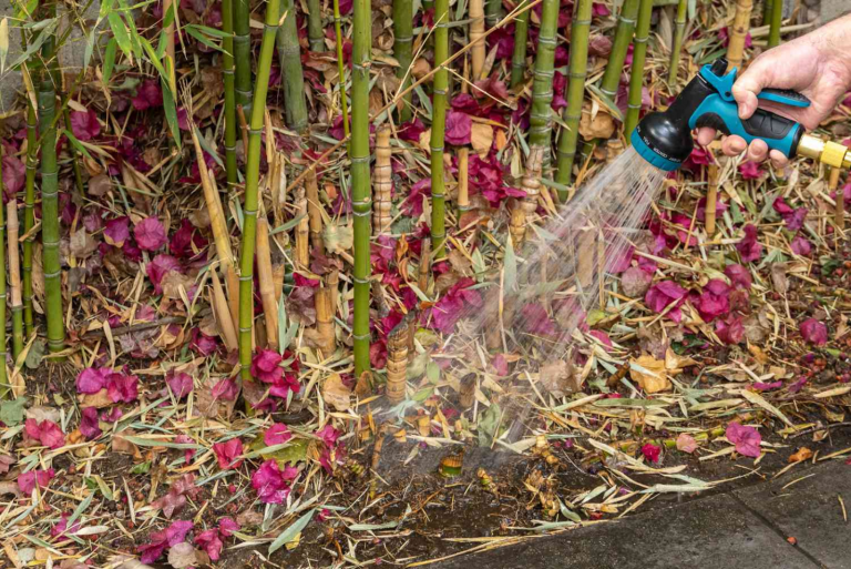 See The Best Tips And Tricks For Watering Bamboo Plants