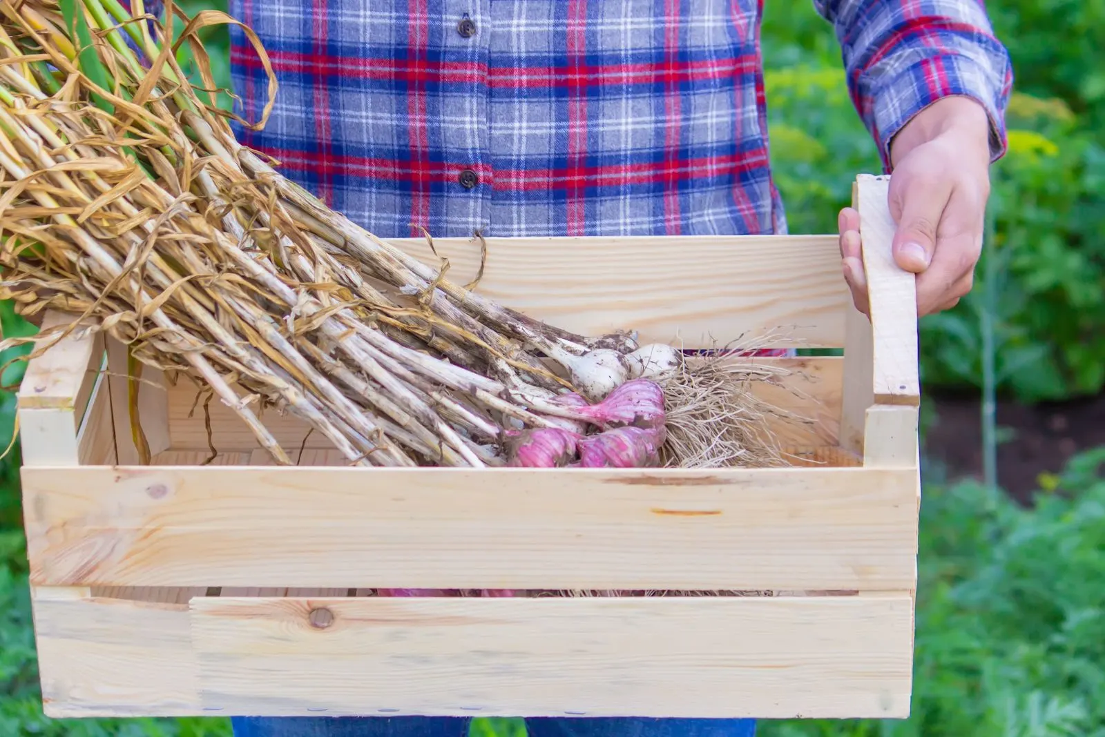 the woman keeps garlic in a crate