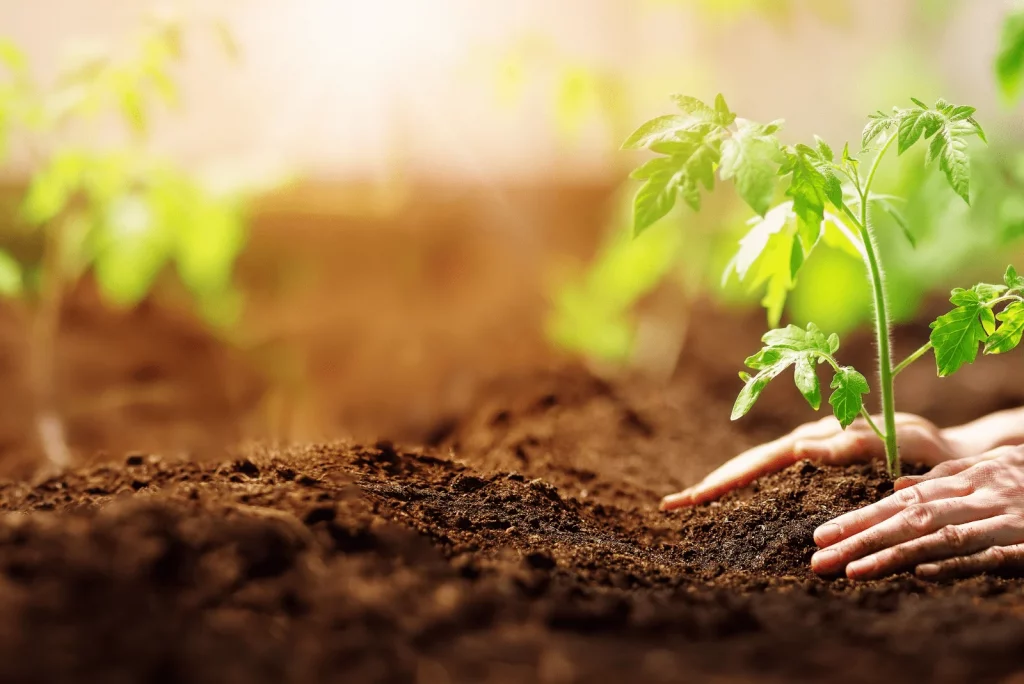 the woman plants a tomato