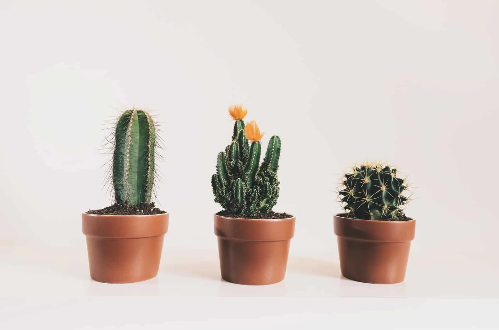 three cactuses