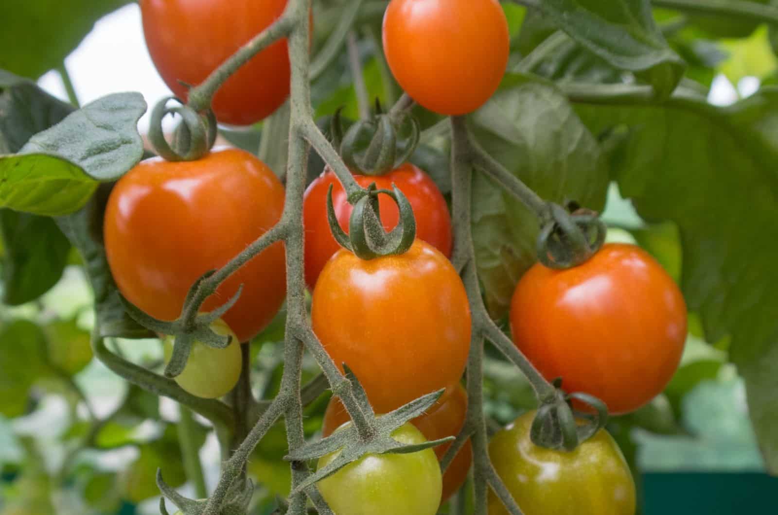 tomato apero