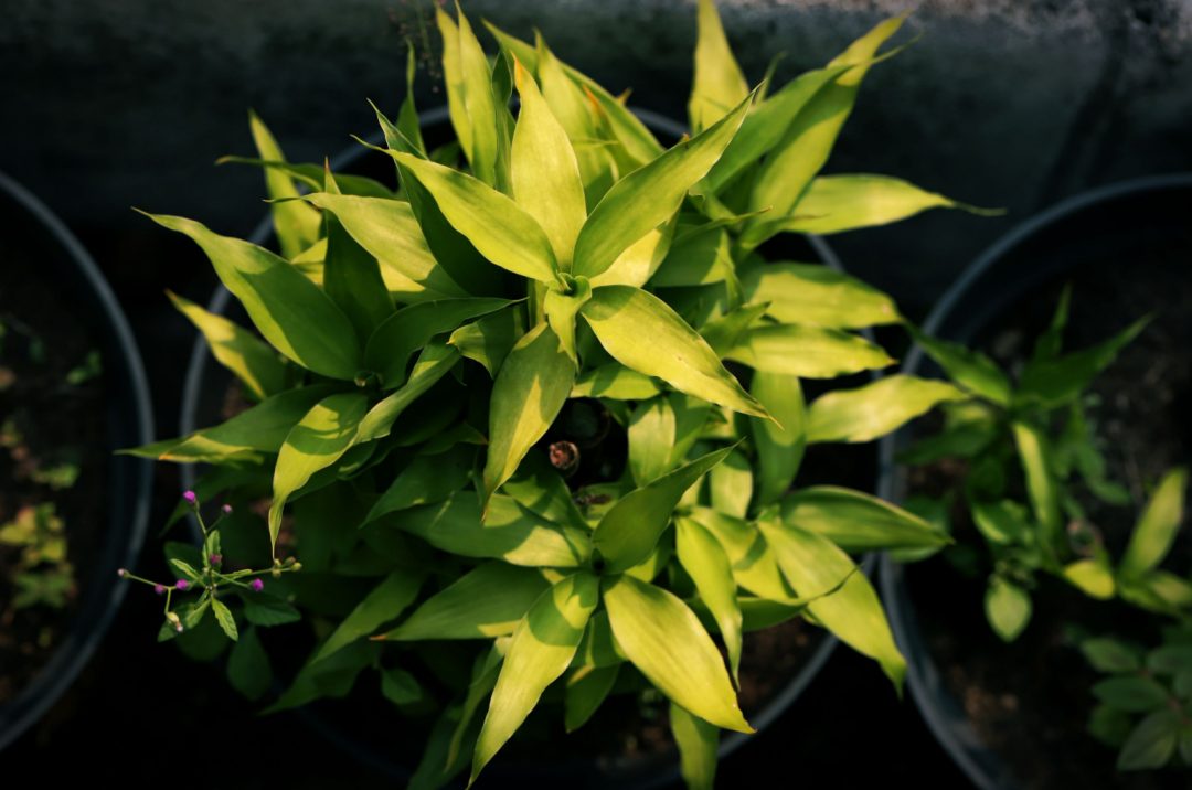 Lucky Bamboo Turning Yellow 11 Reasons And Solutions   Top View Of Yellow Lucky Bamboo Leaves 1080x716 