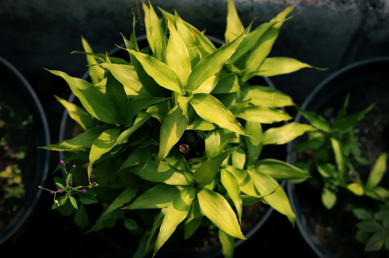 top view of yellow lucky bamboo leaves