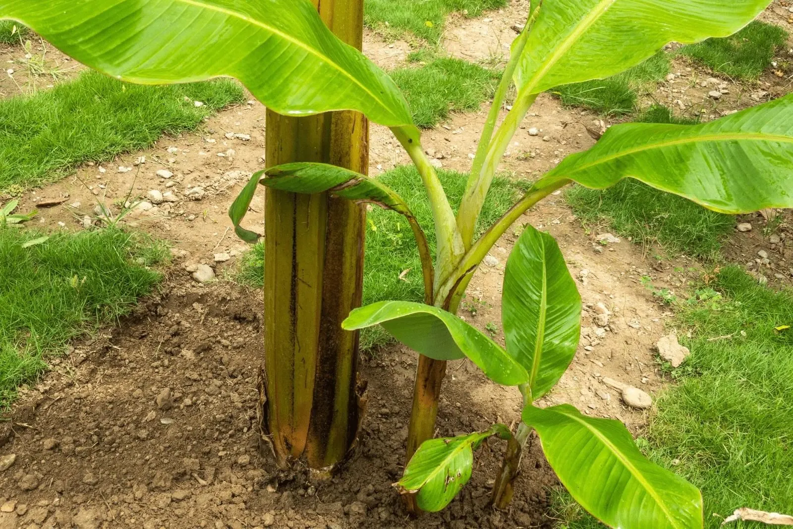 transplanted banana in the garden