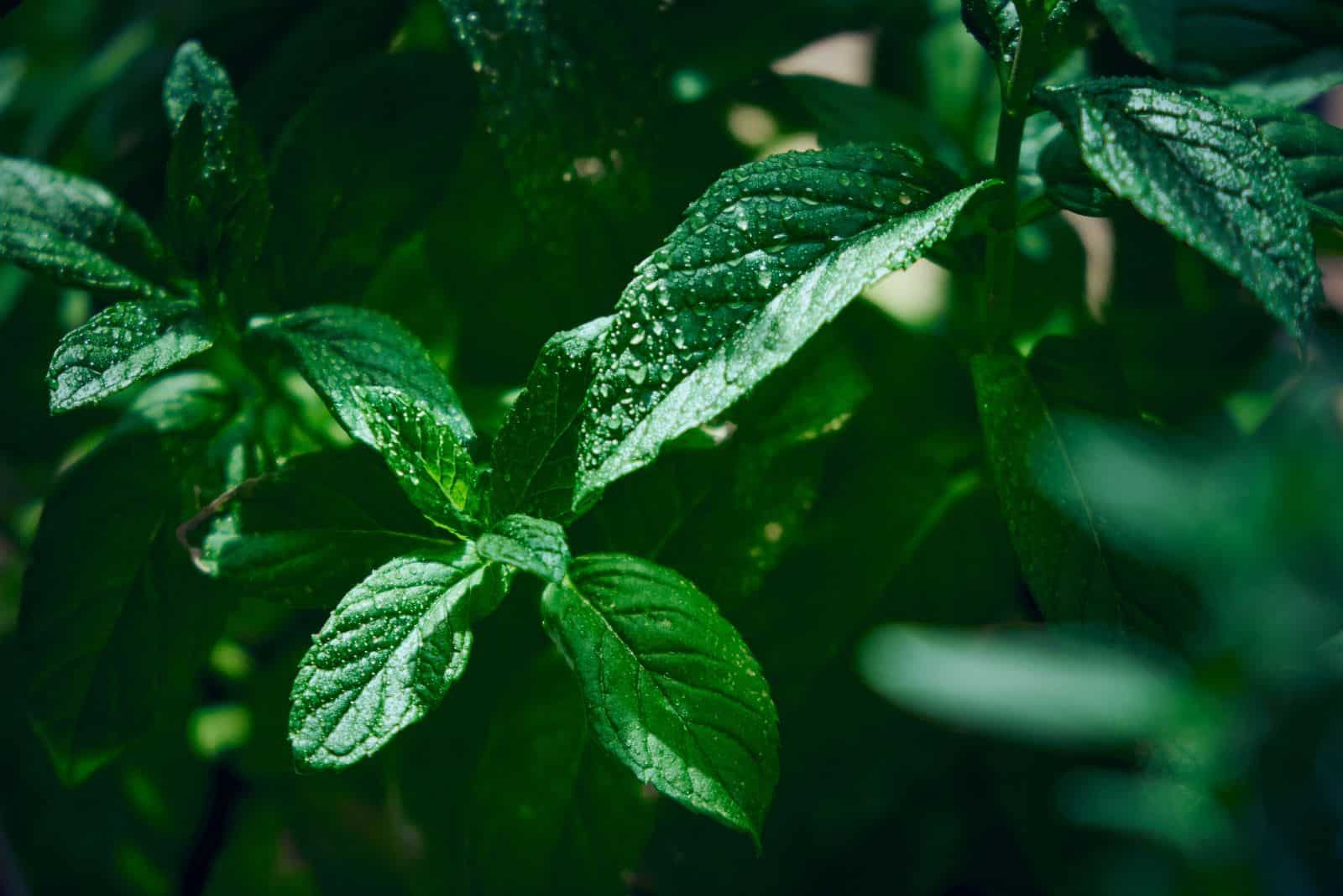 wet mint leaves