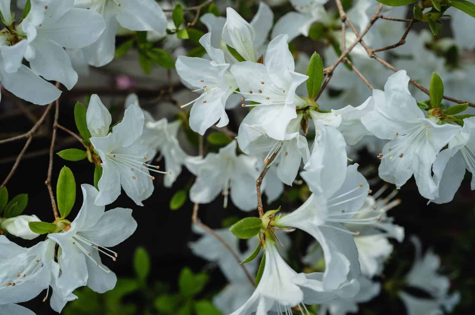white Azalea Japonica