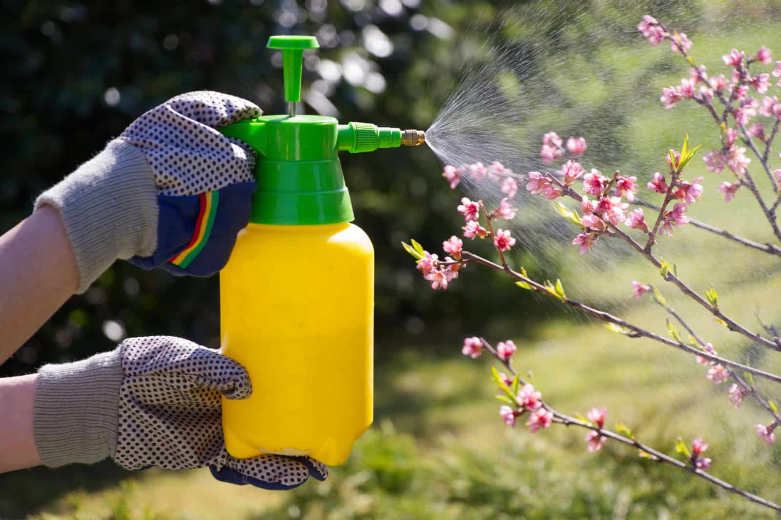 woman spraying fungicide