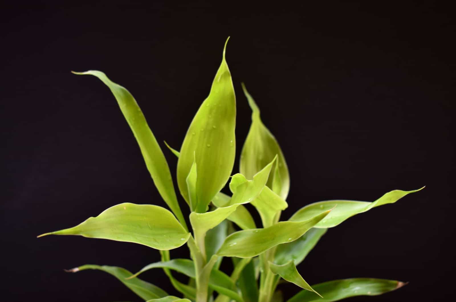 yellow bamboo plant with dark background