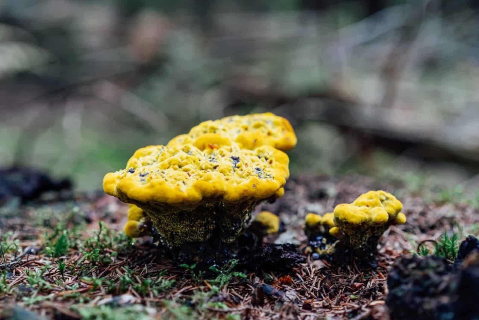 How To Get Rid Of Yellow Fungus On Mulch Effectively