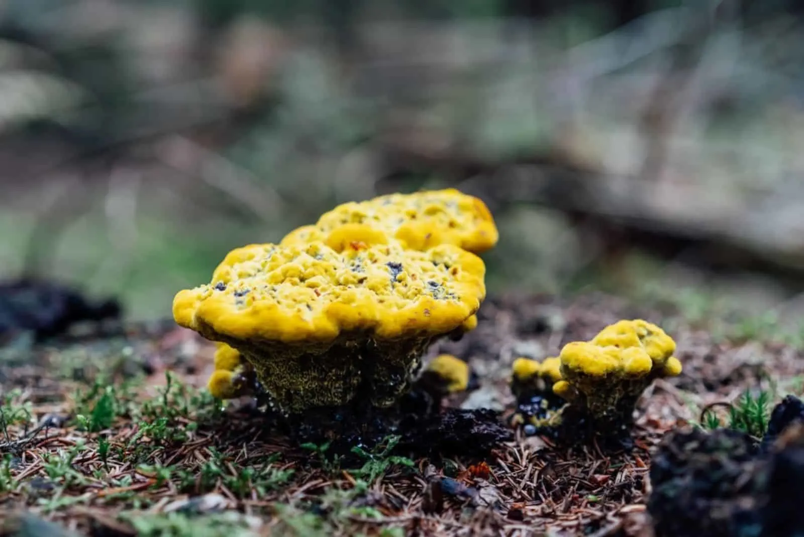  yellow fungus growing on trees stump in autumn forest