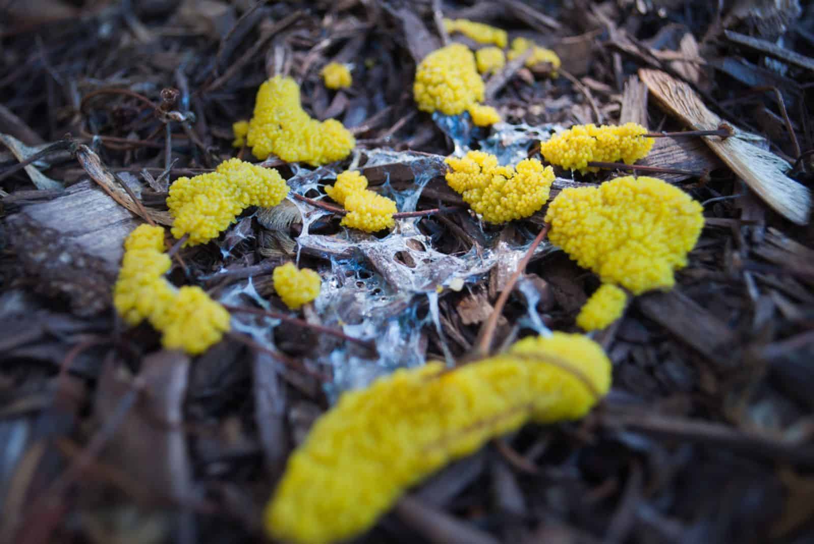 yellow slime mold on pine mulch