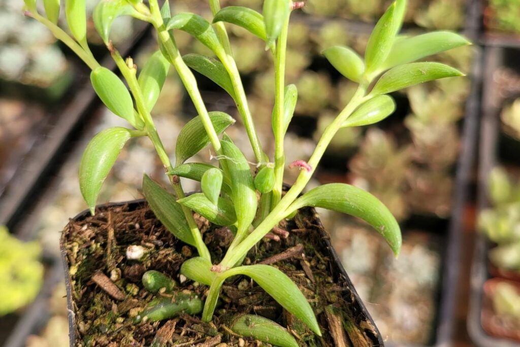 yellowed banana plant leaves