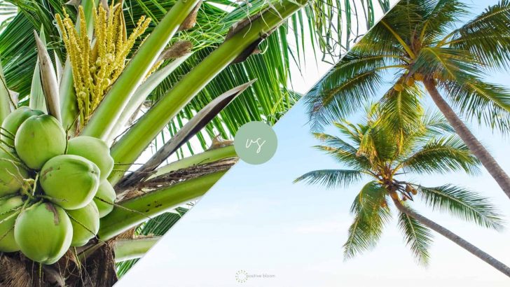 10 Ways To Distinguish Between Coconut Tree vs Palm Tree