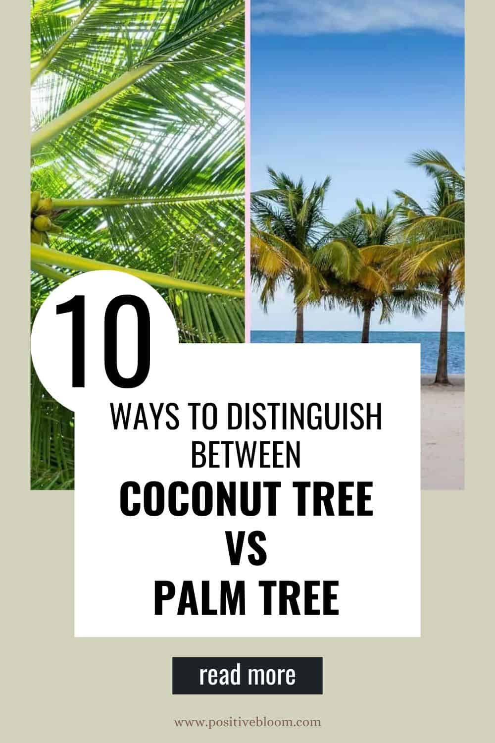10 Ways To Distinguish Between Coconut Tree vs Palm Tree Pinterest