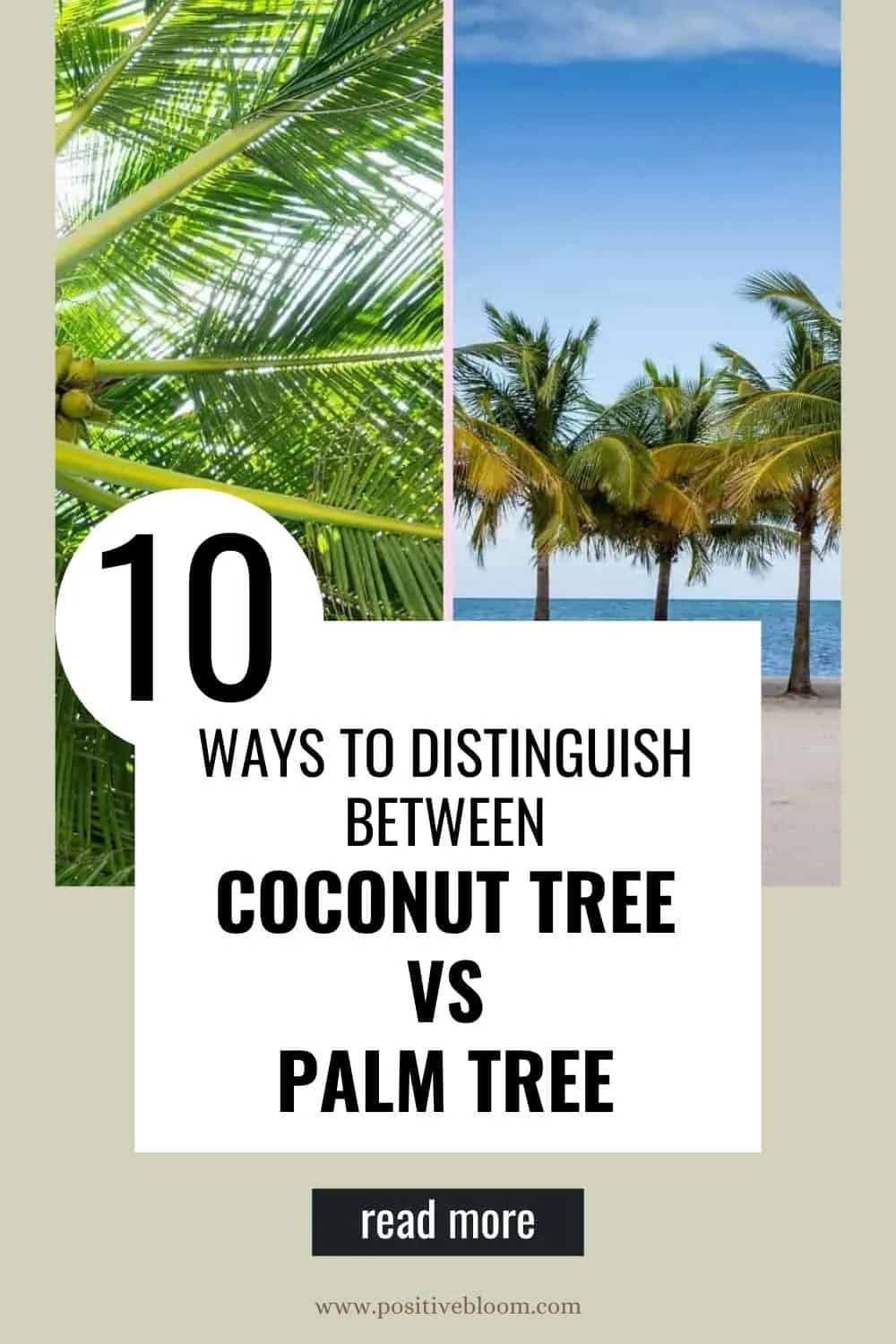 10 Ways To Distinguish Between Coconut Tree Vs Palm Tree