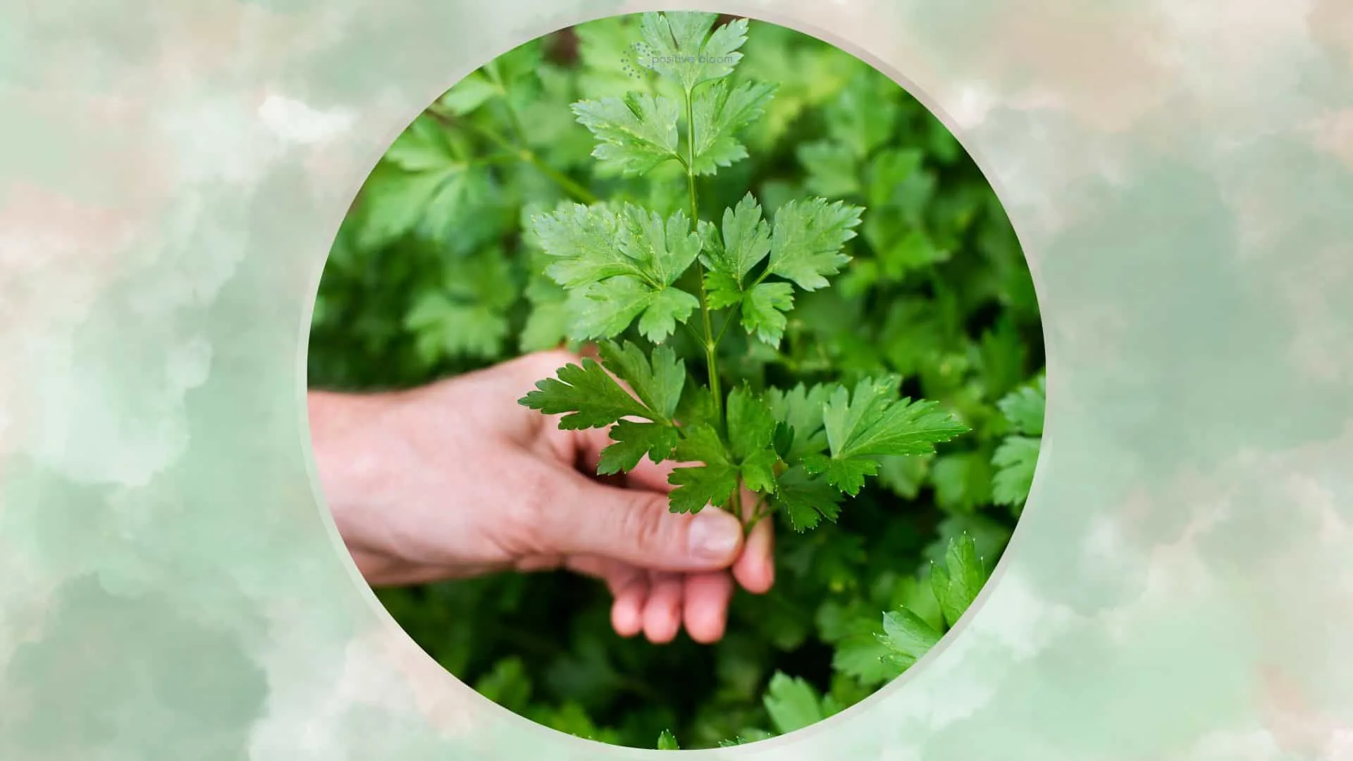 Image of Coriander plant, apple companion