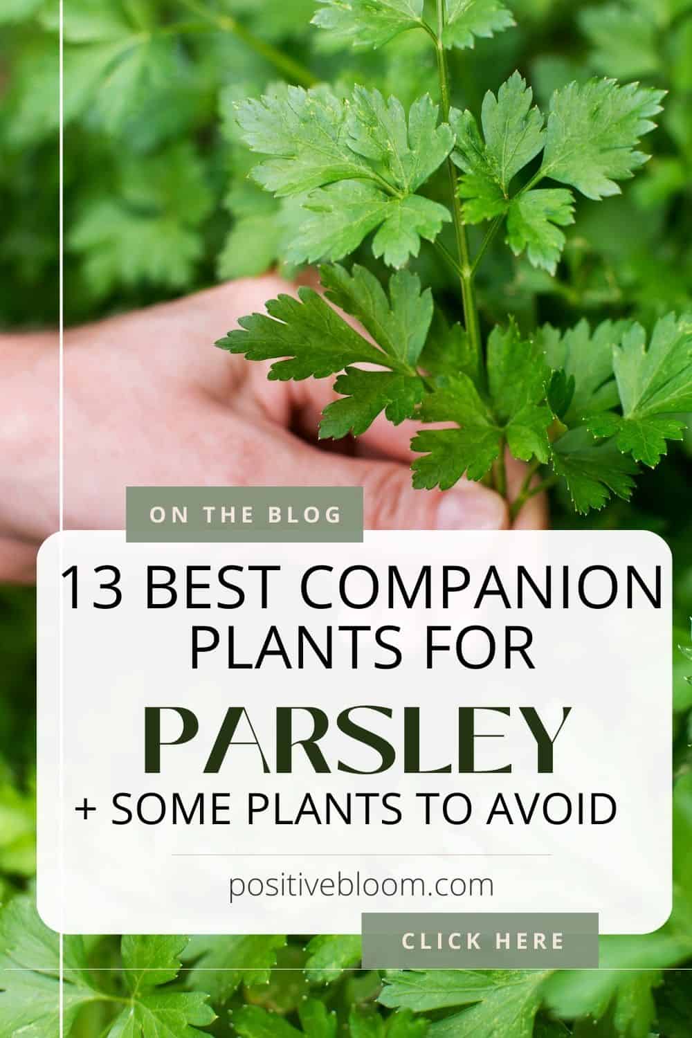 13 Best Companion Plants For Parsley + Some Plants To Avoid Pinterest