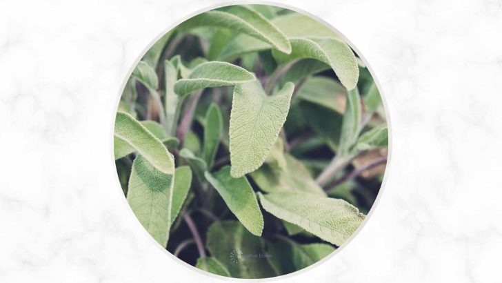 13 Best Sage Companion Plant Types + Some Plants To Avoid