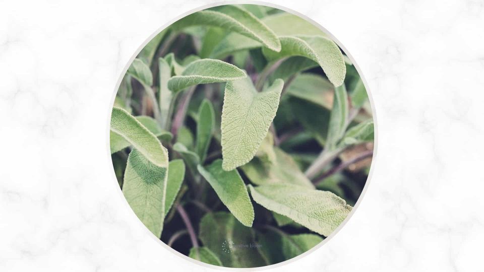 13 Best Sage Companion Plant Types + Some Plants To Avoid