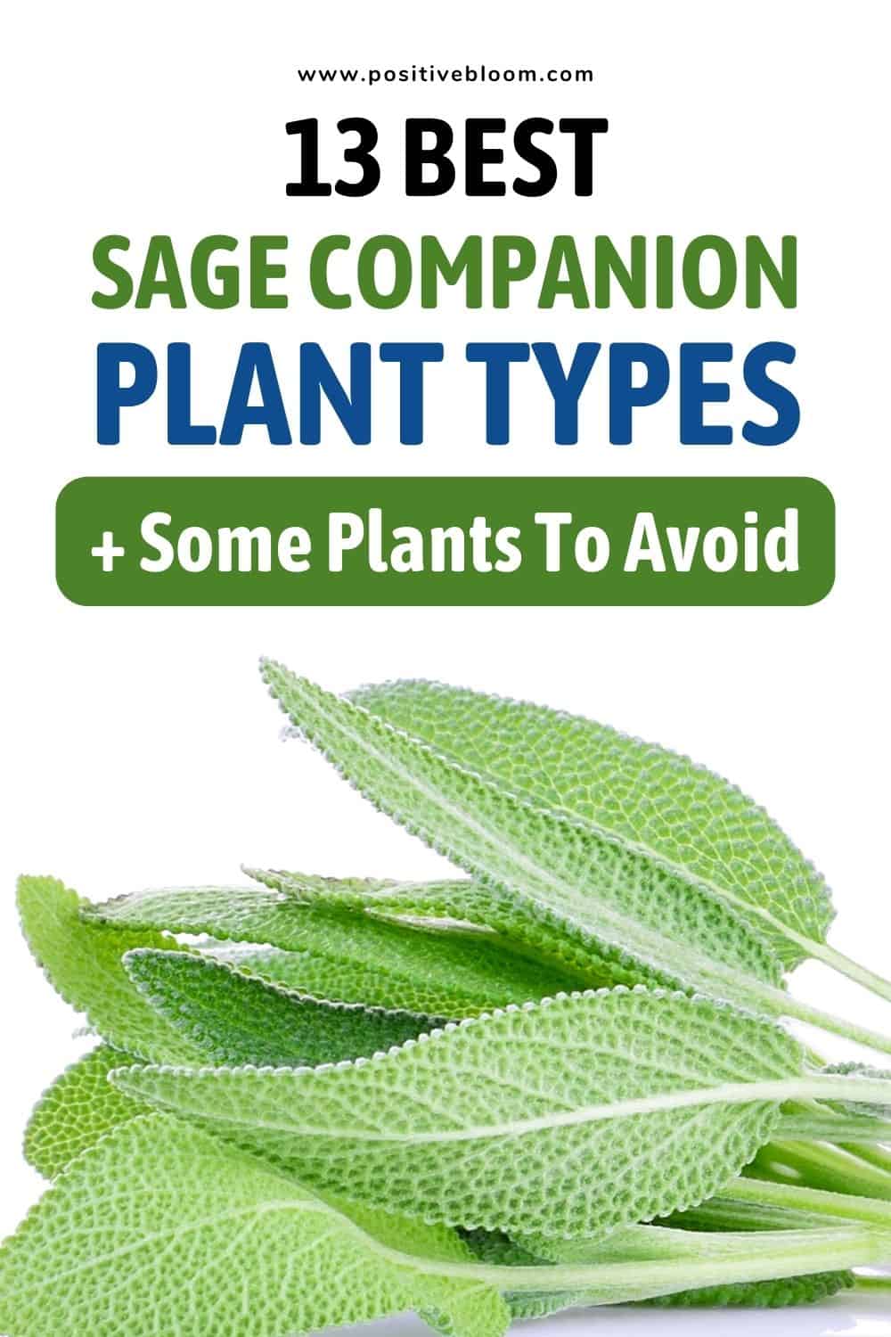 13 Best Sage Companion Plant Types + Some Plants To Avoid Pinterest