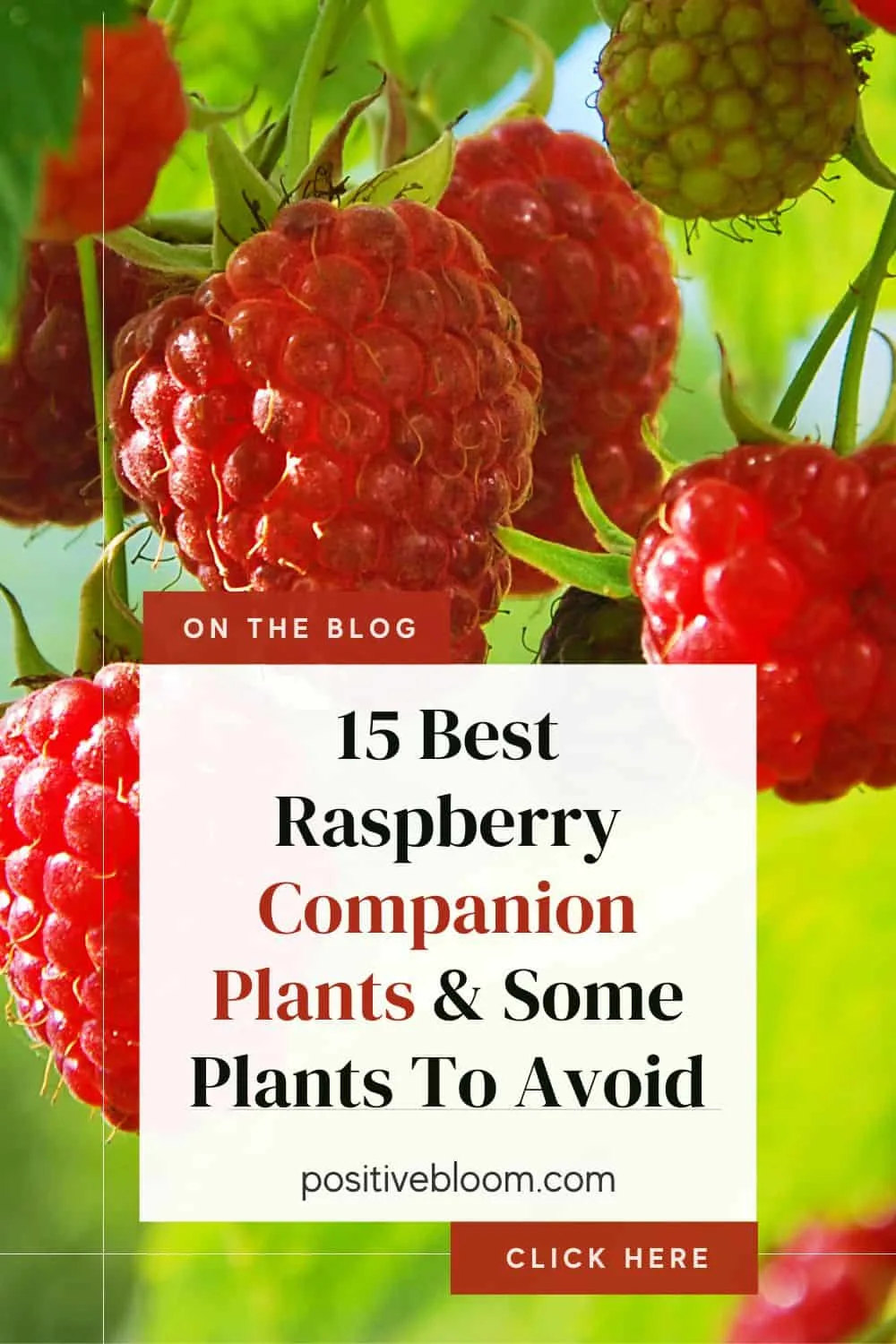 15 Best Raspberry Companion Plants & Some Plants To Avoid Pinterest