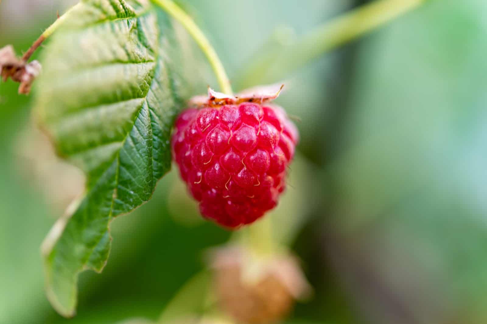 ripe raspberry fruit