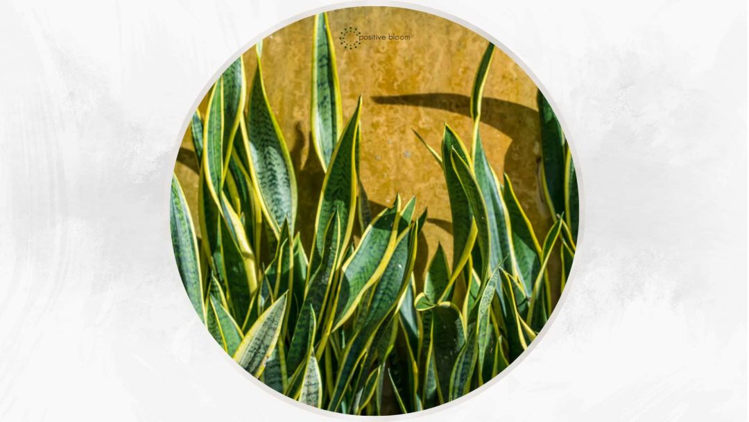 16 Best SnakeRepellent Plants For Your Outdoor Garden