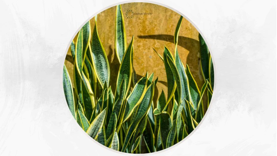 16 Best SnakeRepellent Plants For Your Outdoor Garden