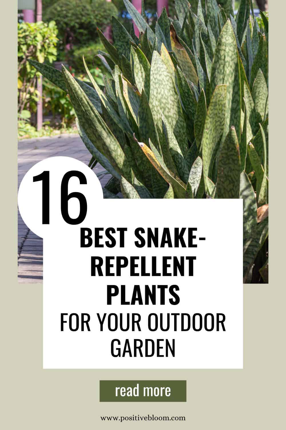 16 Best Snake-Repellent Plants For Your Outdoor Garden Pinterest