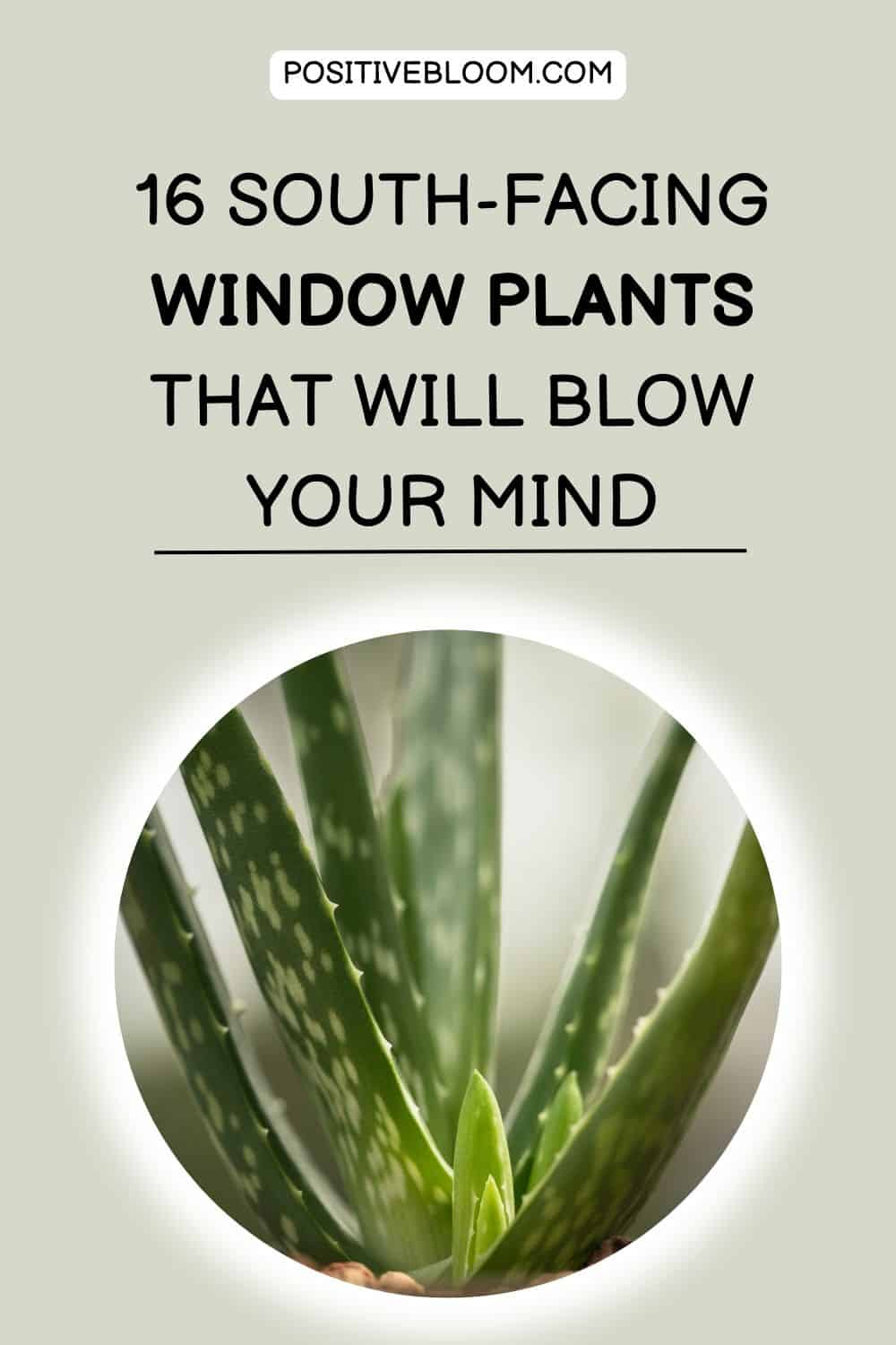 16 South-Facing Window Plants That Will Blow Your Mind