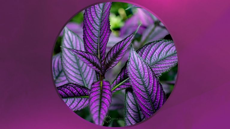 purple houseplants