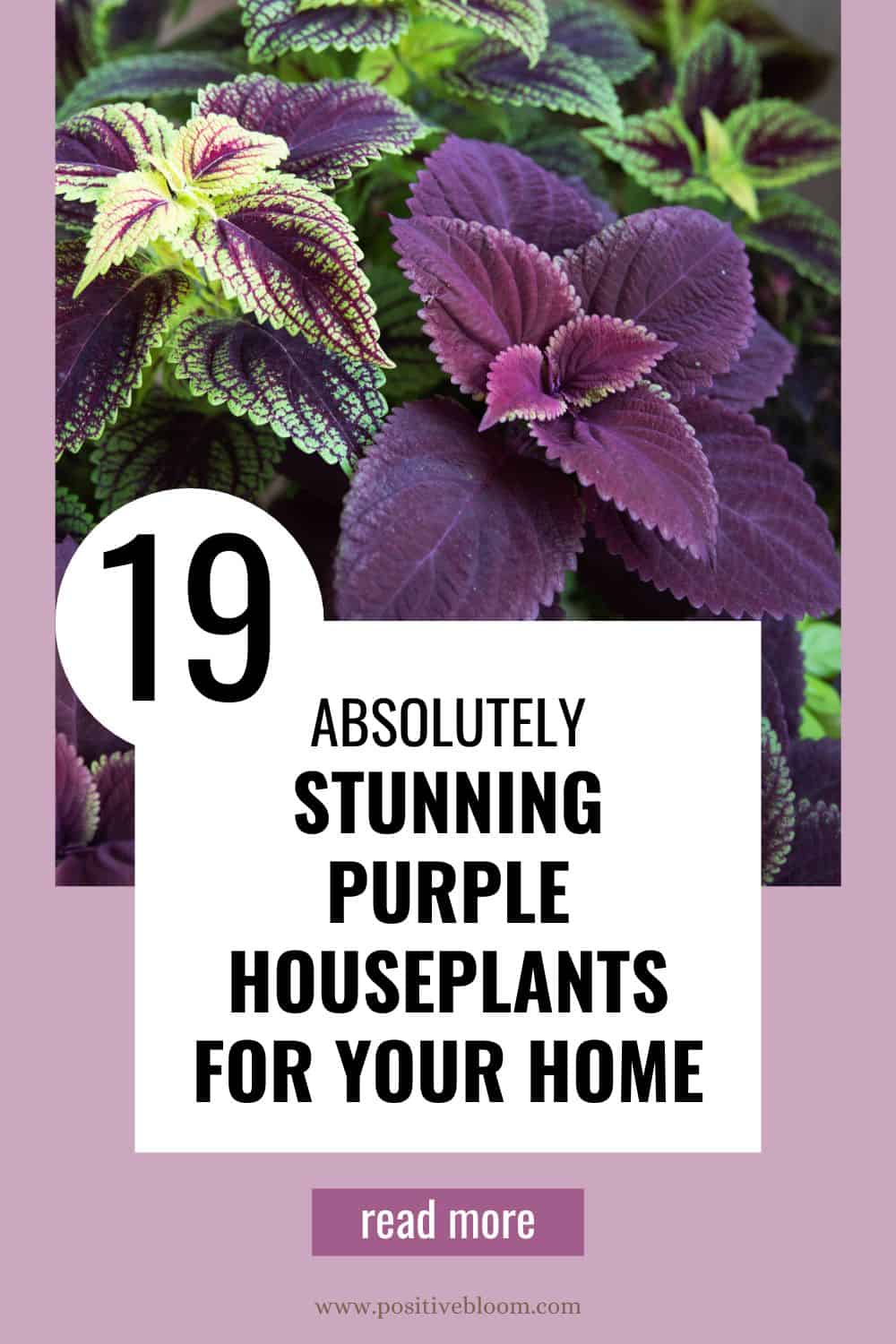 19 Absolutely Stunning Purple Houseplants For Your Home Pinterest