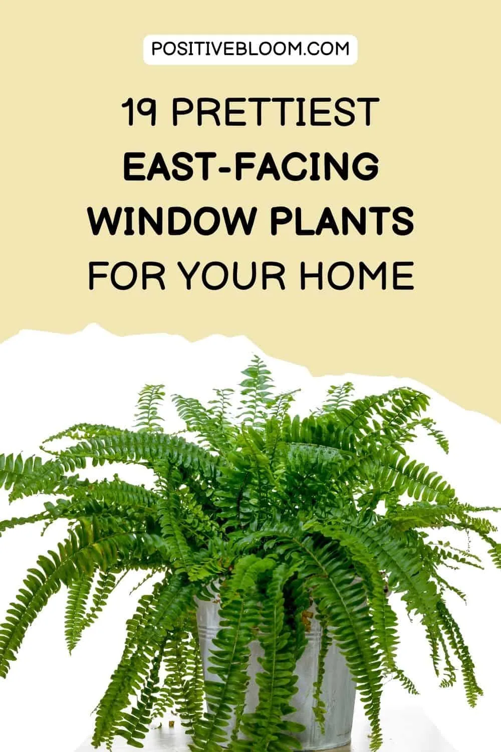19 Prettiest East-Facing Window Plants For Your Home Pinterest