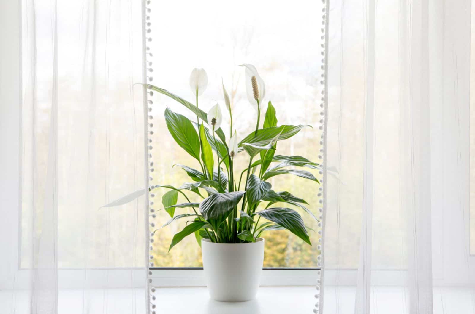 peace lily window plant facing east