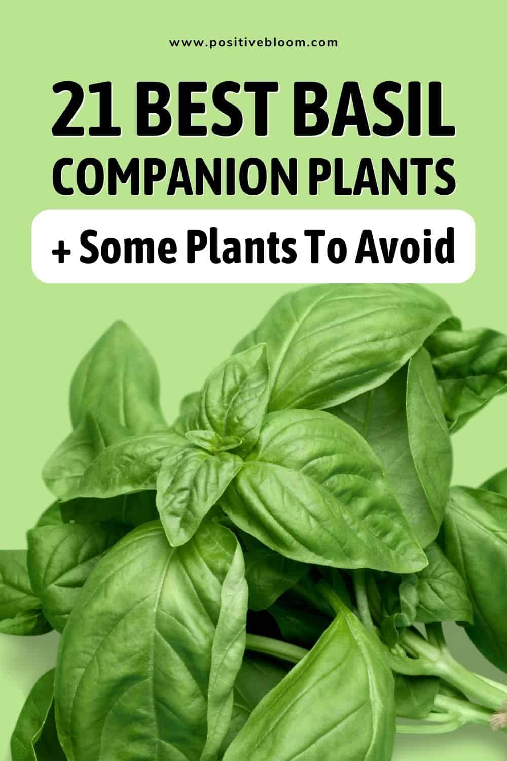 21 Best Basil Companion Plants + Some Plants To Avoid Pinterest