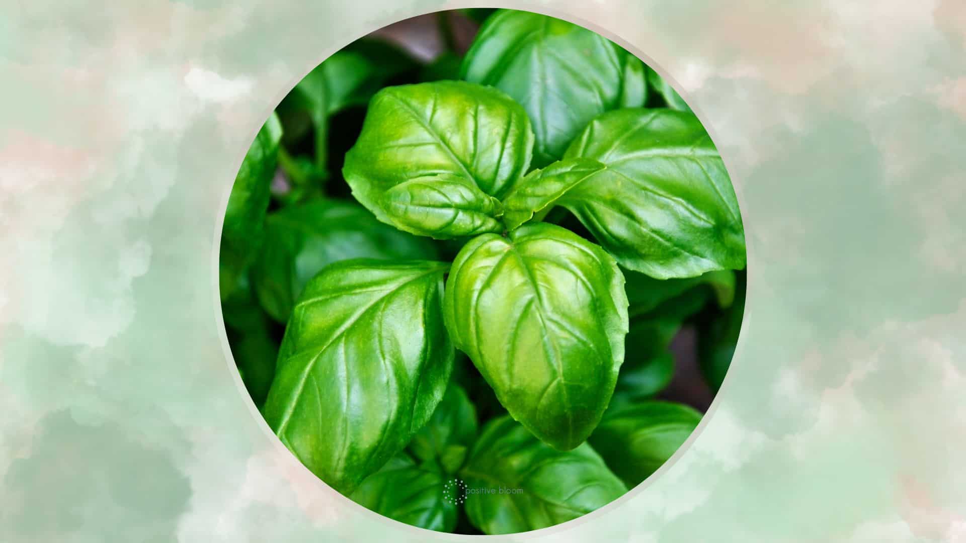 21 Best Basil Companion Plants + Some Plants To Avoid