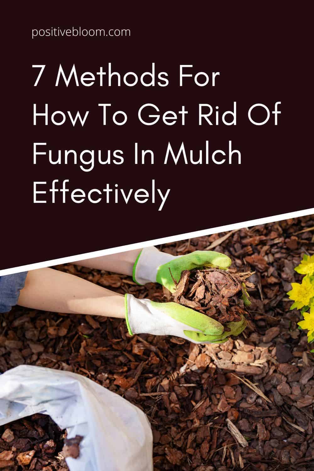 7 Methods For How To Get Rid Of Fungus In Mulch Effectively Pinterest
