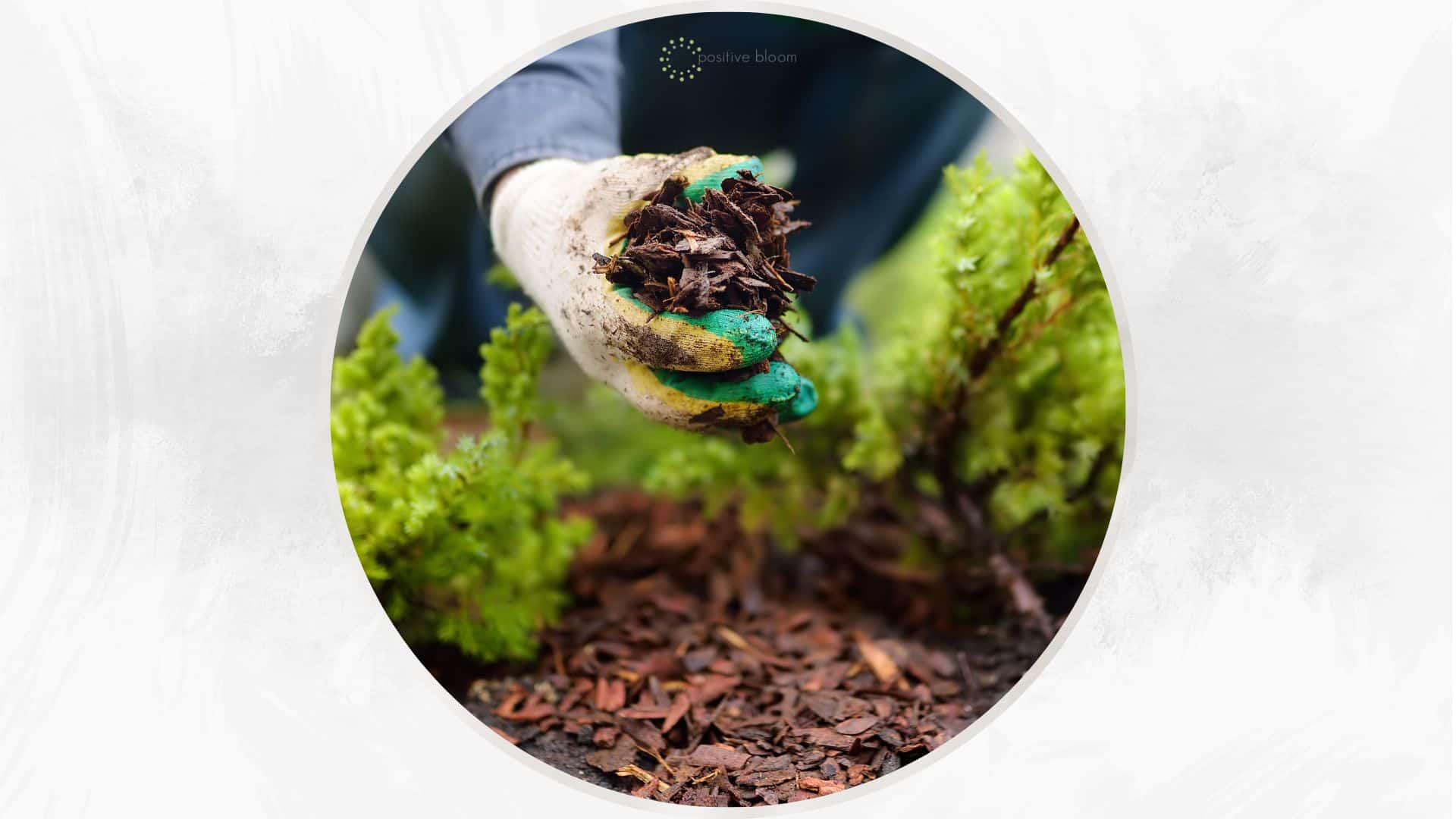 7 Methods For How To Get Rid Of Fungus In Mulch Effectively