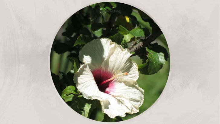 7 Most Common Hibiscus Diseases & Pests And How To Treat Them
