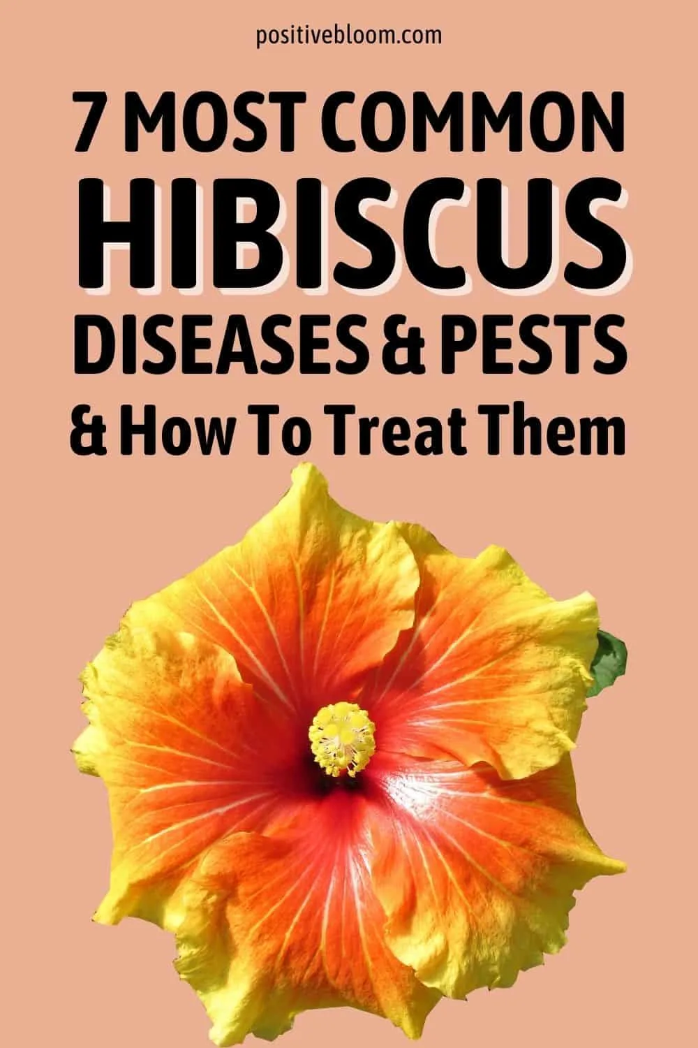 7 Most Common Hibiscus Diseases & Pests And How To Treat Them Pinterest