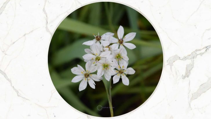 A Complete Care Guide For The Acidanthera (Peacock Orchid)