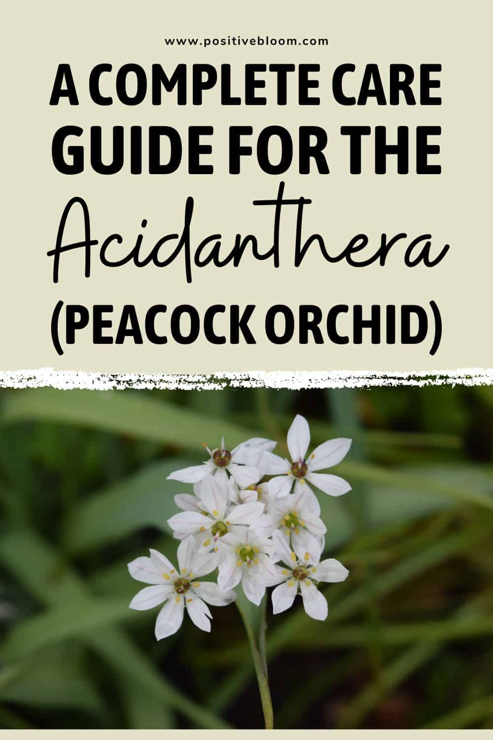 A Complete Care Guide For The Acidanthera (Peacock Orchid) Pinterest
