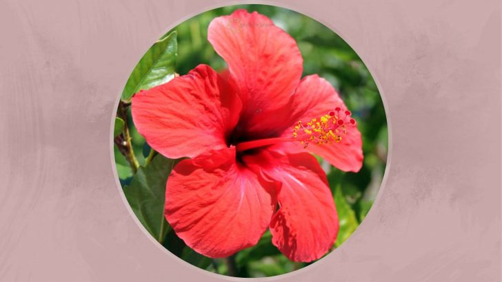A Complete Guide To Hibiscus Plant Care + Solving Main Issues